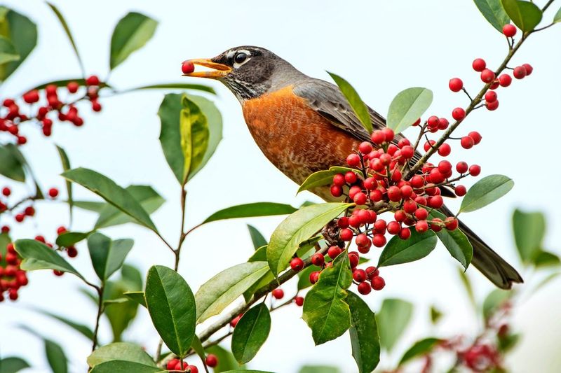What happens after flowering determines the bird payoff What happens after flowering determines the bird payoff