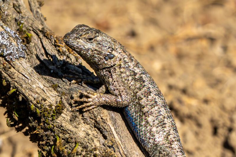 What happens inside a tick when it feeds on a fence lizard