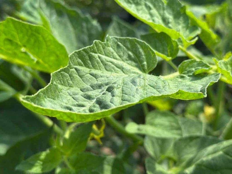 What healthy-looking leaf roll can mean