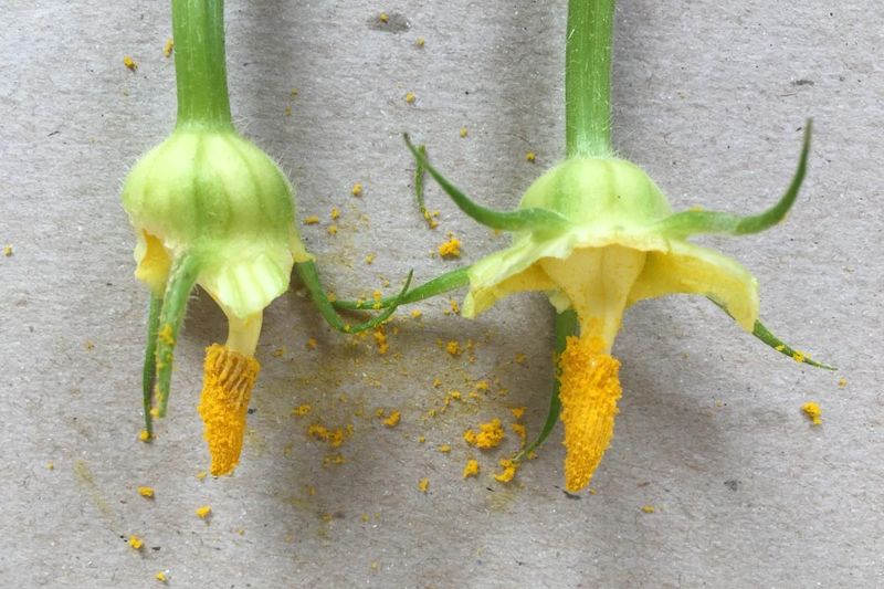 What heat does inside a pepper flower