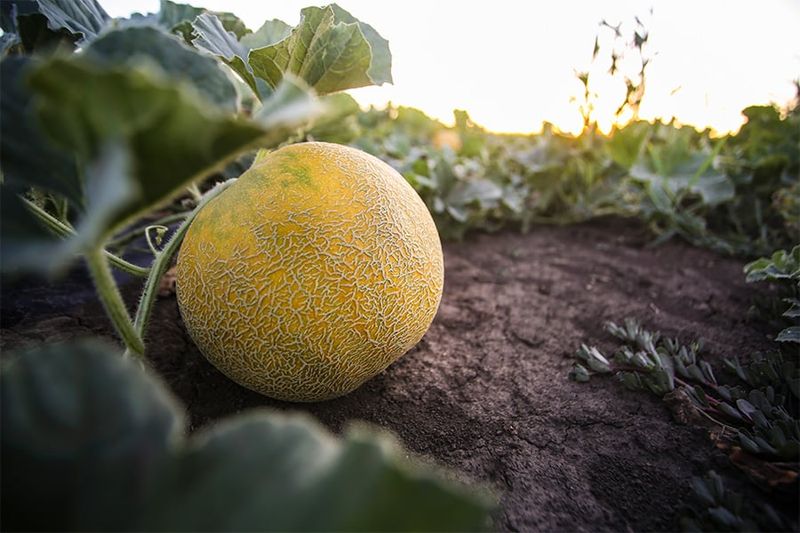 What irrigation can change inside a ripening melon
