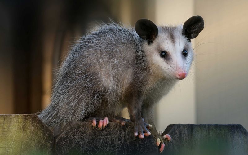 What is bringing the opossum back?