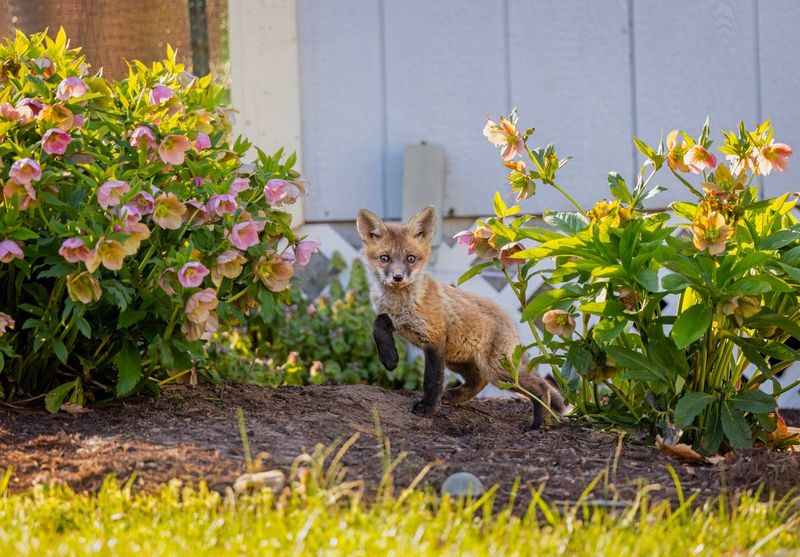 What is the fox finding in your yard?