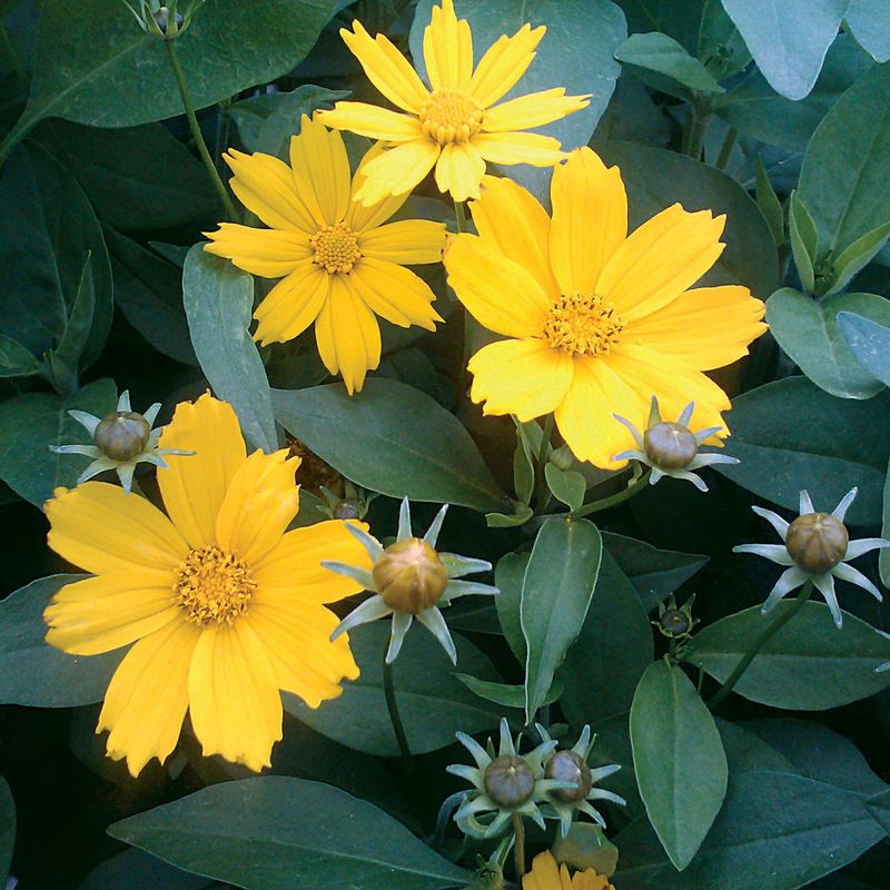 What its June-through-September bloom window really means