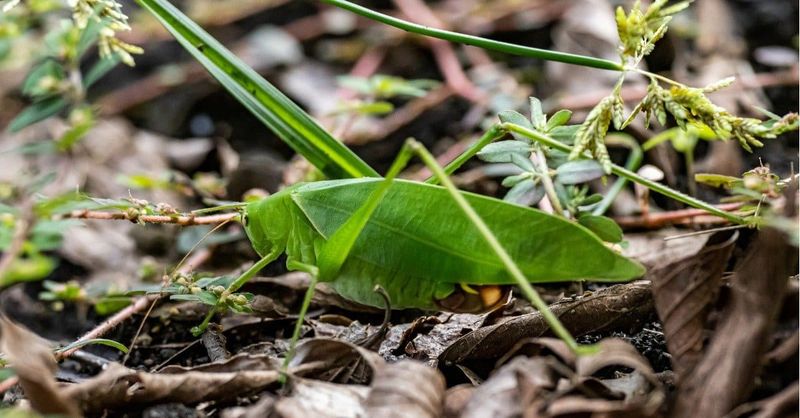 What katydids can—and cannot—tell you about a yard