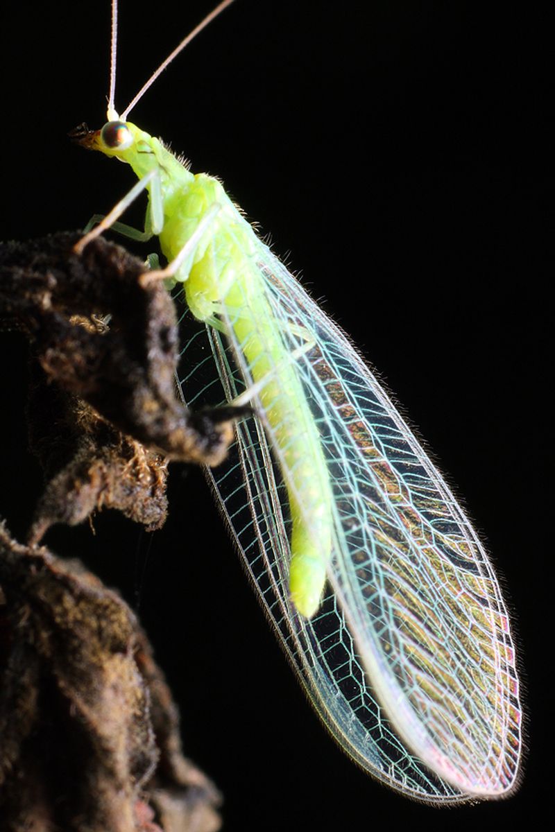 What lacewings may contribute to a rose garden