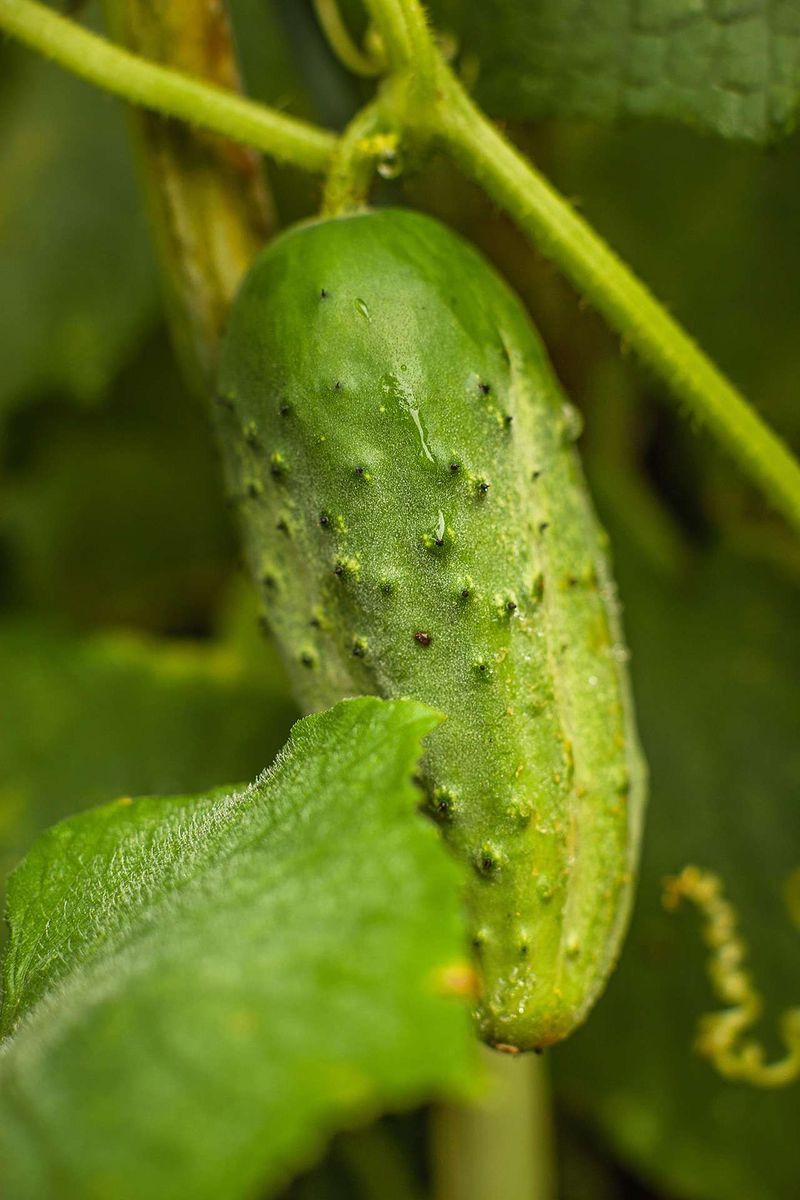 What makes a cucumber turn bitter?