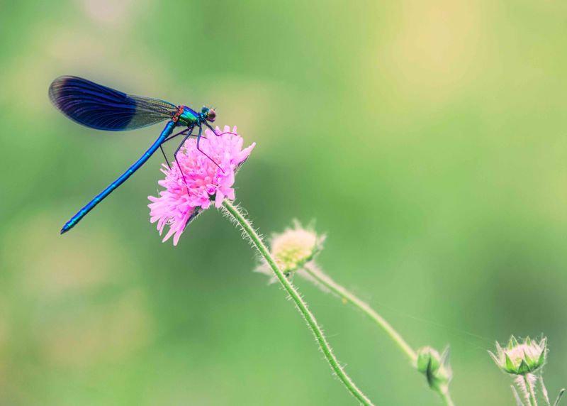 What native wildflowers can—and cannot—do for mosquitoes