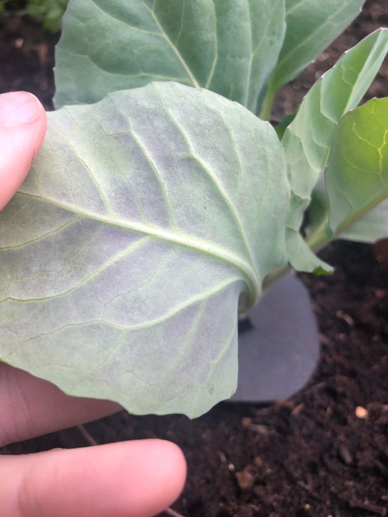 What purple leaves can—and cannot—prove