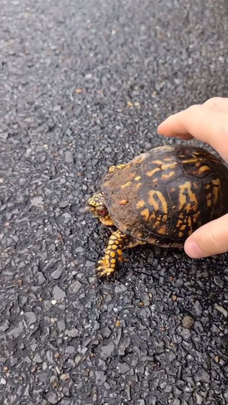 What relocation can cost the turtle