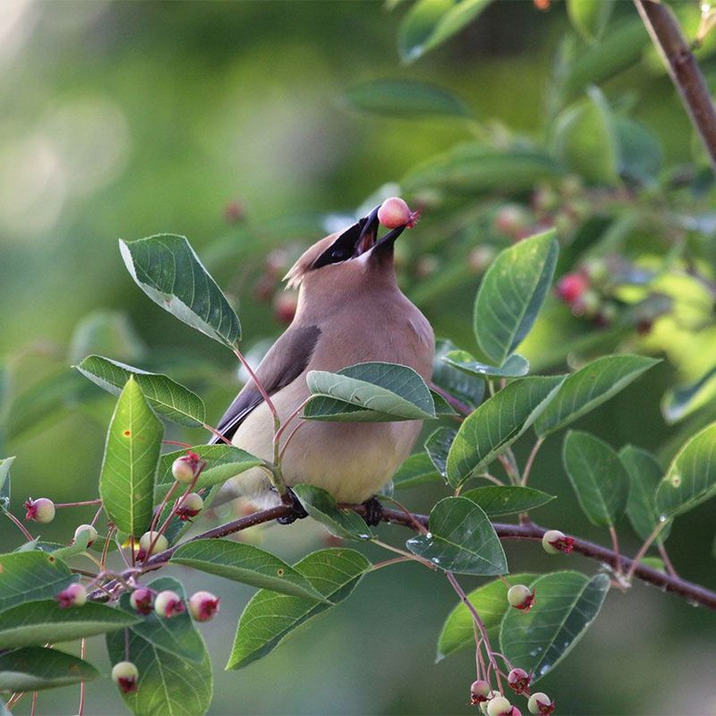 What serviceberry provides through the growing season