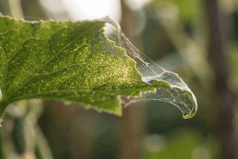 What spider-mite feeding can do to cucumber leaves