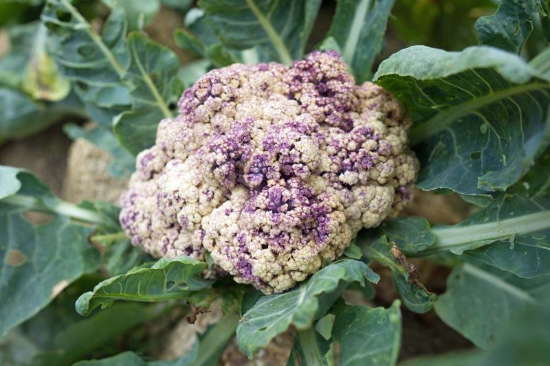 What stunted, purple-tinged cauliflower is telling you
