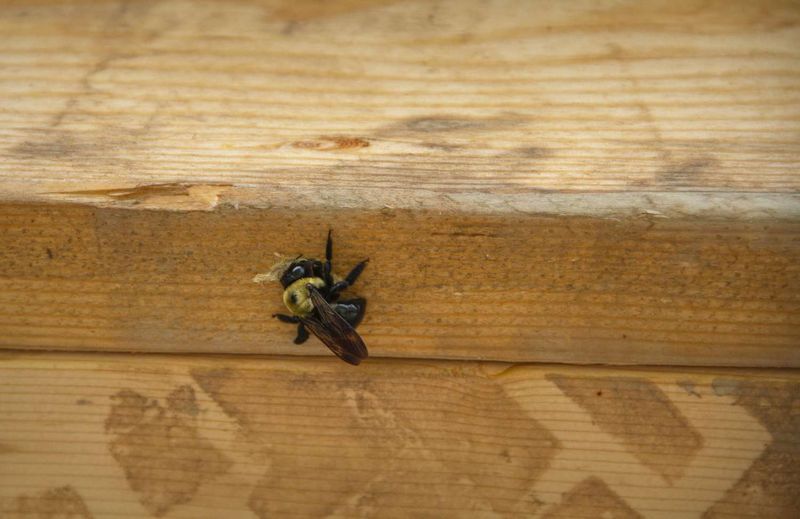 What summer carpenter-bee activity really means for your porch