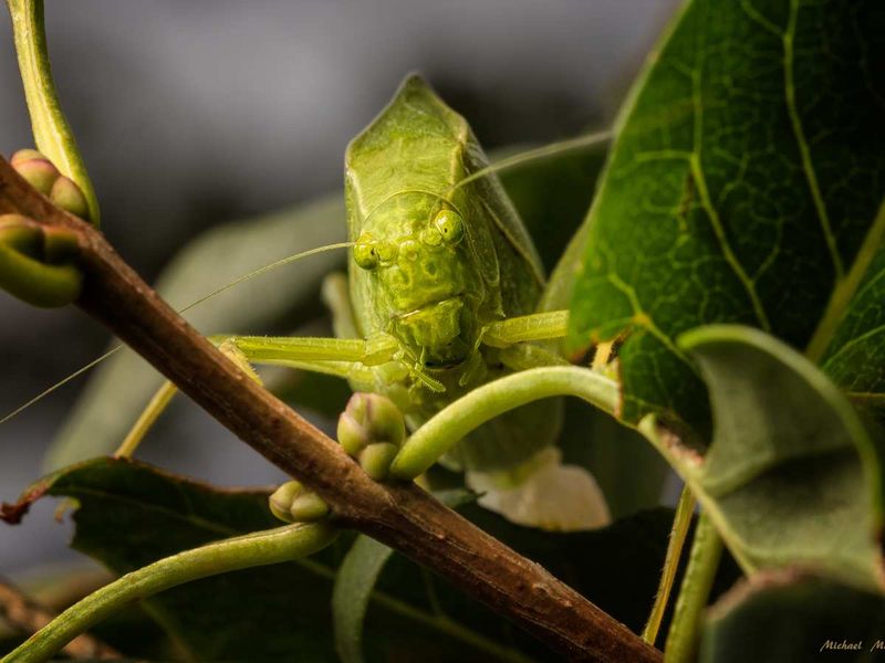 What the Chorus Really Reveals About Your Yard