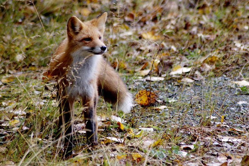 What the Fox May Find Around a North Carolina Yard