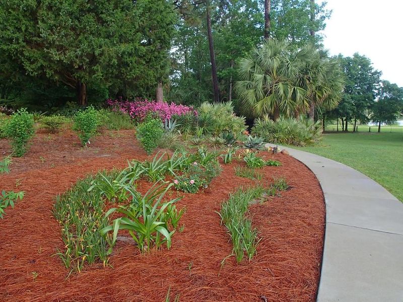 What the North Carolina pine-cone claim actually establishes