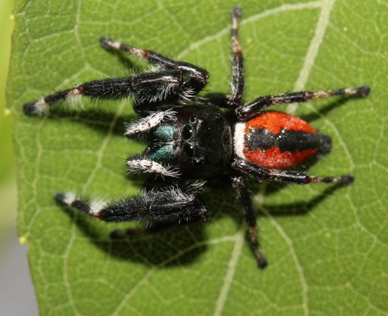 What the Pest-Control Research Actually Shows What the Pest-Control Research Actually Shows