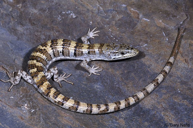 What the Sighting Can—and Cannot—Tell You