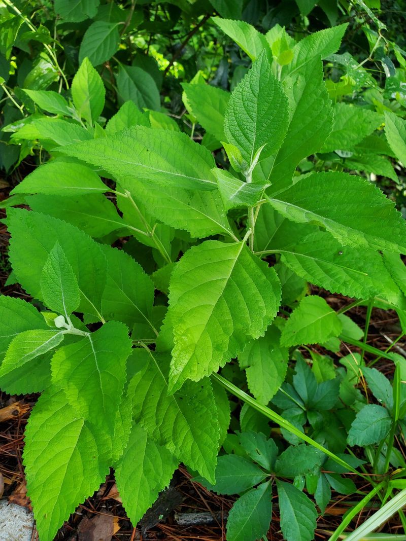 What the beautyberry leaf research actually tested
