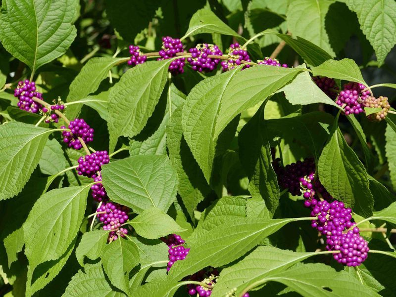 What the beautyberry study actually found