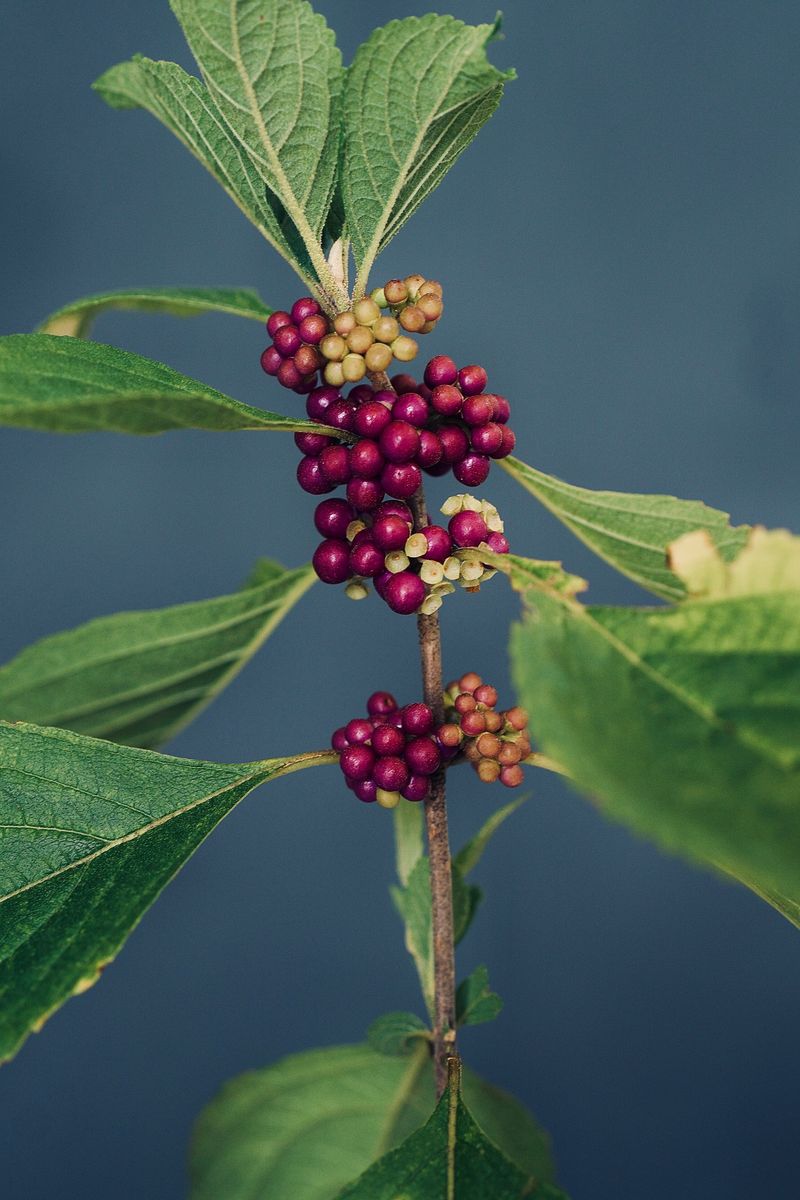 What the beautyberry study actually tested What the beautyberry study actually tested