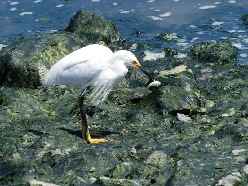 What the egret actually hunts What the egret actually hunts