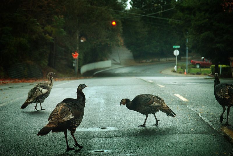 What the flock tells you about the yard—and what it does not