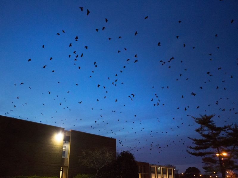 What the flock tells you—and what it does not What the flock tells you—and what it does not