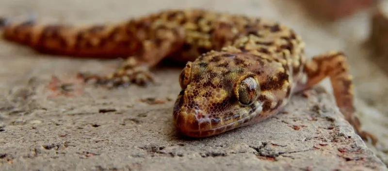 What the gecko suggests about bugs near the porch