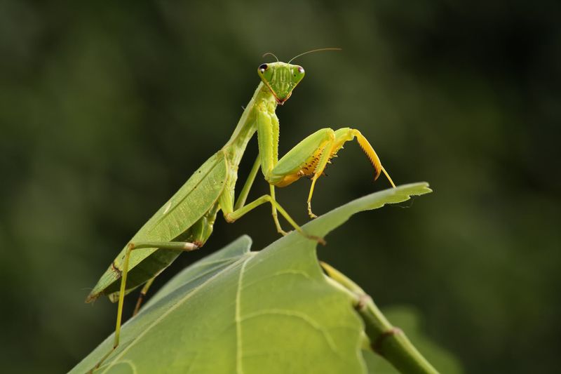 What the mantis can—and cannot—do for a vegetable bed
