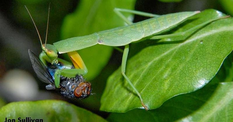 What the mantis may eat—and what it will not reliably control What the mantis may eat—and what it will not reliably control