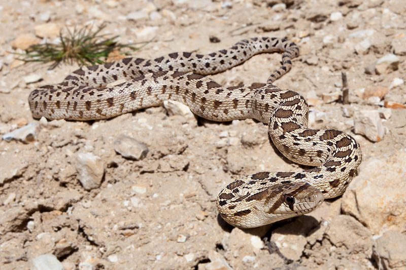 What the snake can—and cannot—do about rodents
