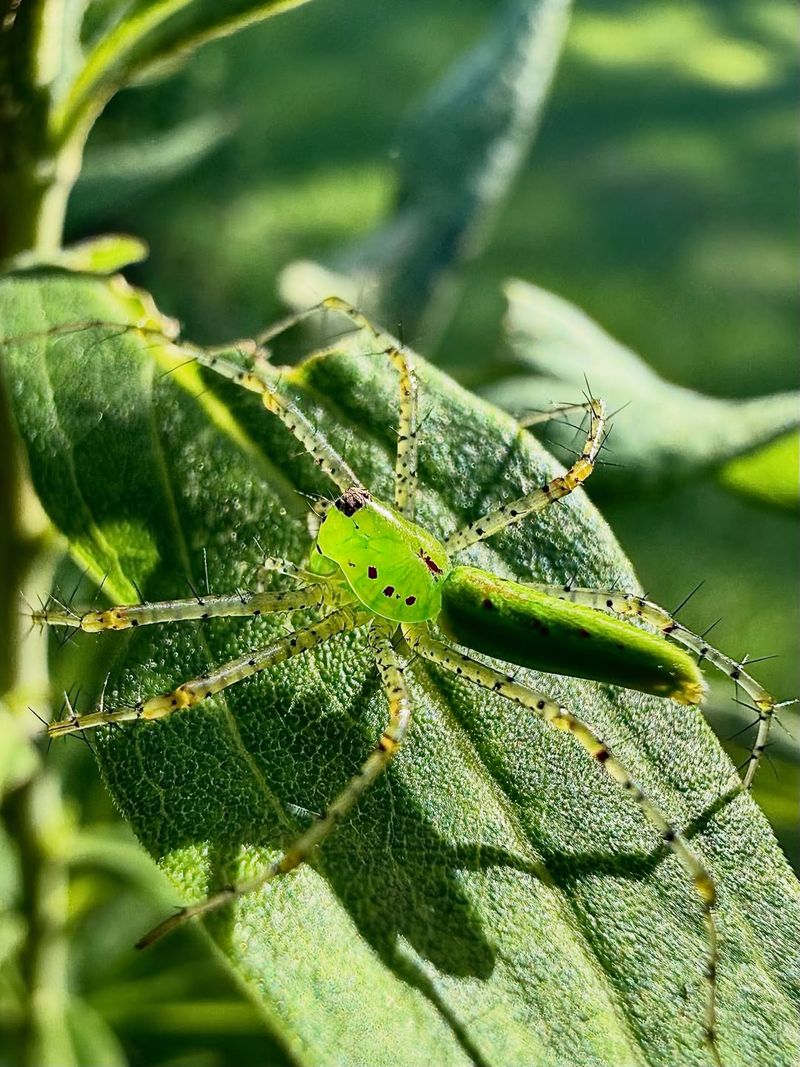 What the spider may contribute—and what the evidence does not show