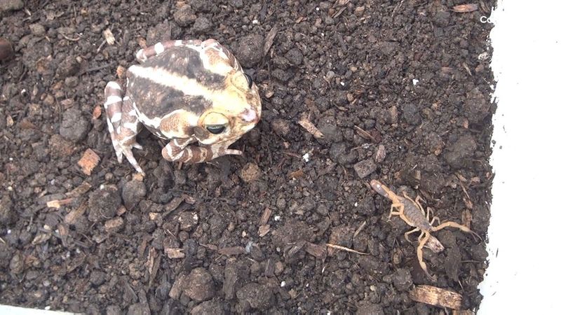 What the toad-and-scorpion research actually shows