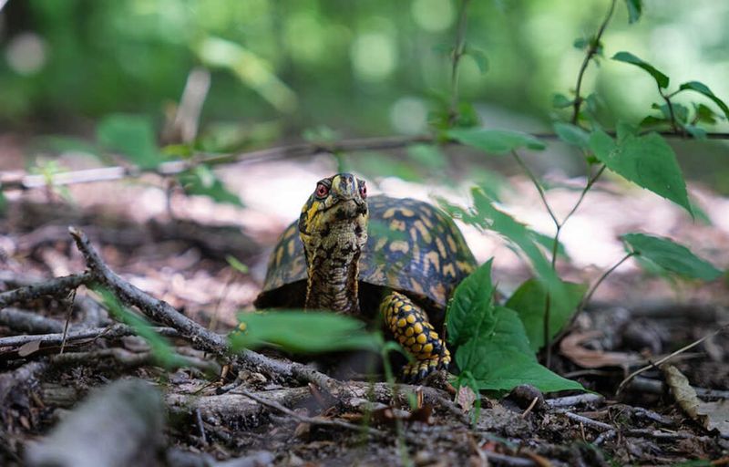 What the turtle does—and does not—say about soil and pests What the turtle does—and does not—say about soil and pests