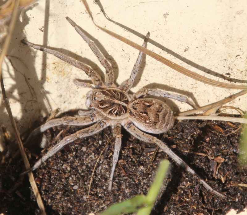 What the yard may provide beneath the spider