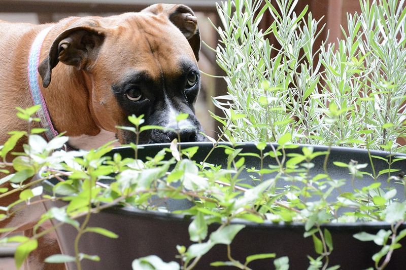What to do if a dog or cat may have eaten it