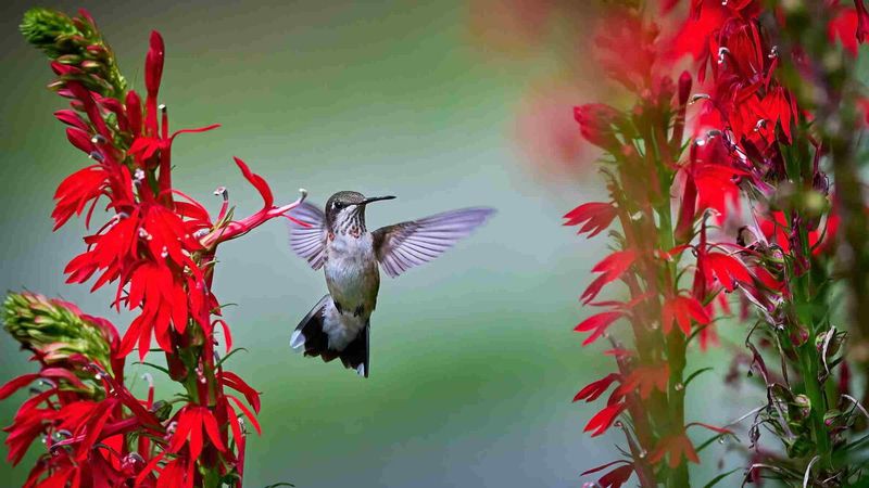 What visits the red flowers