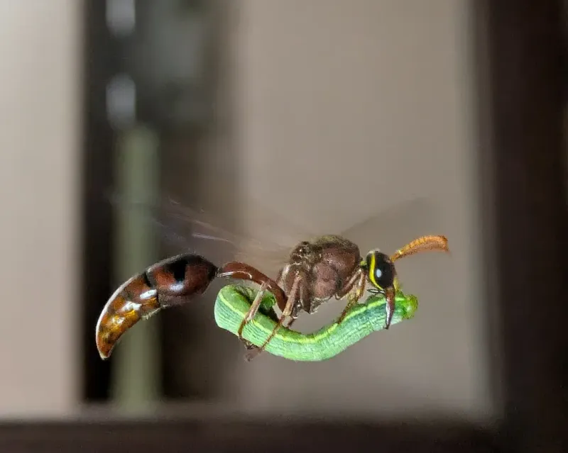 What workers generally carry back to the larvae