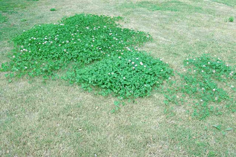 When Does the Patch Earn a Place in the Lawn?
