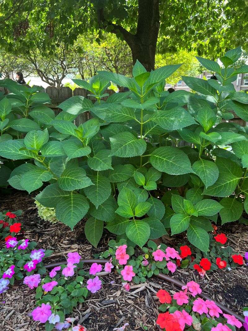 When Lush Leaves Hide Lost Flower Buds
