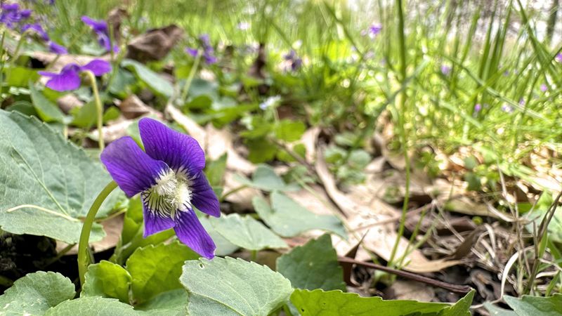 When Preserving a Small Patch Makes Sense When Preserving a Small Patch Makes Sense