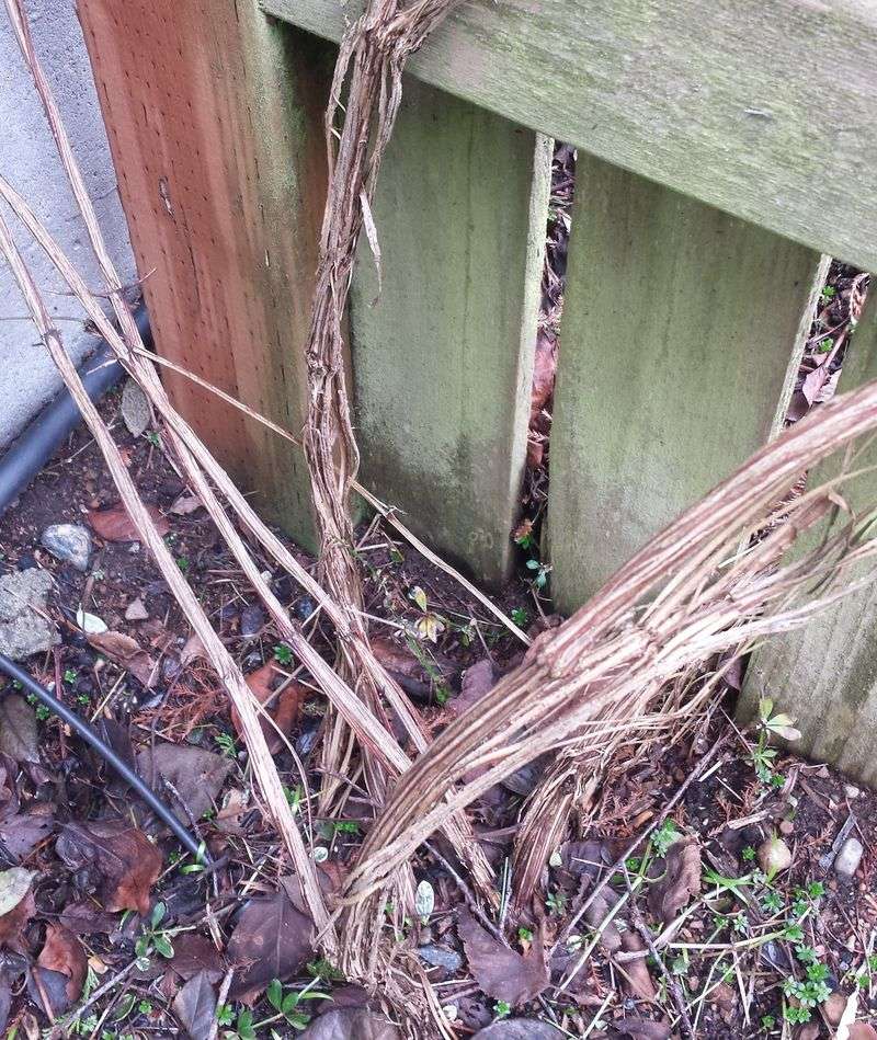 When a Group 3 clematis can handle a hard reset When a Group 3 clematis can handle a hard reset