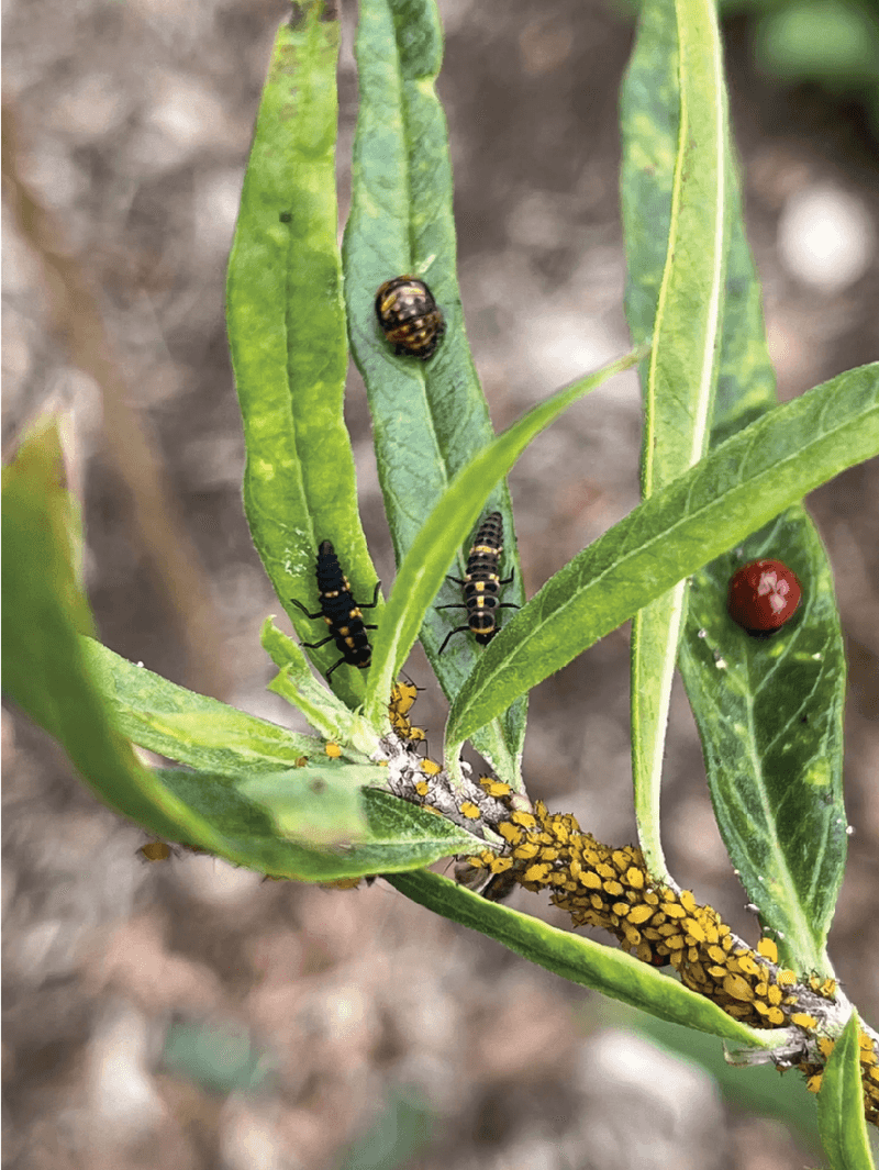 When aphids need more than natural enemies