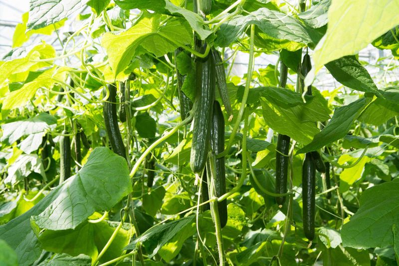 When foliage outruns fruit, excess nitrogen becomes one suspect When foliage outruns fruit, excess nitrogen becomes one suspect
