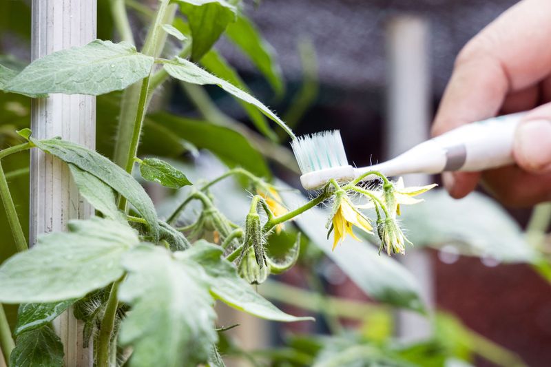 When gently vibrating the flowers can help