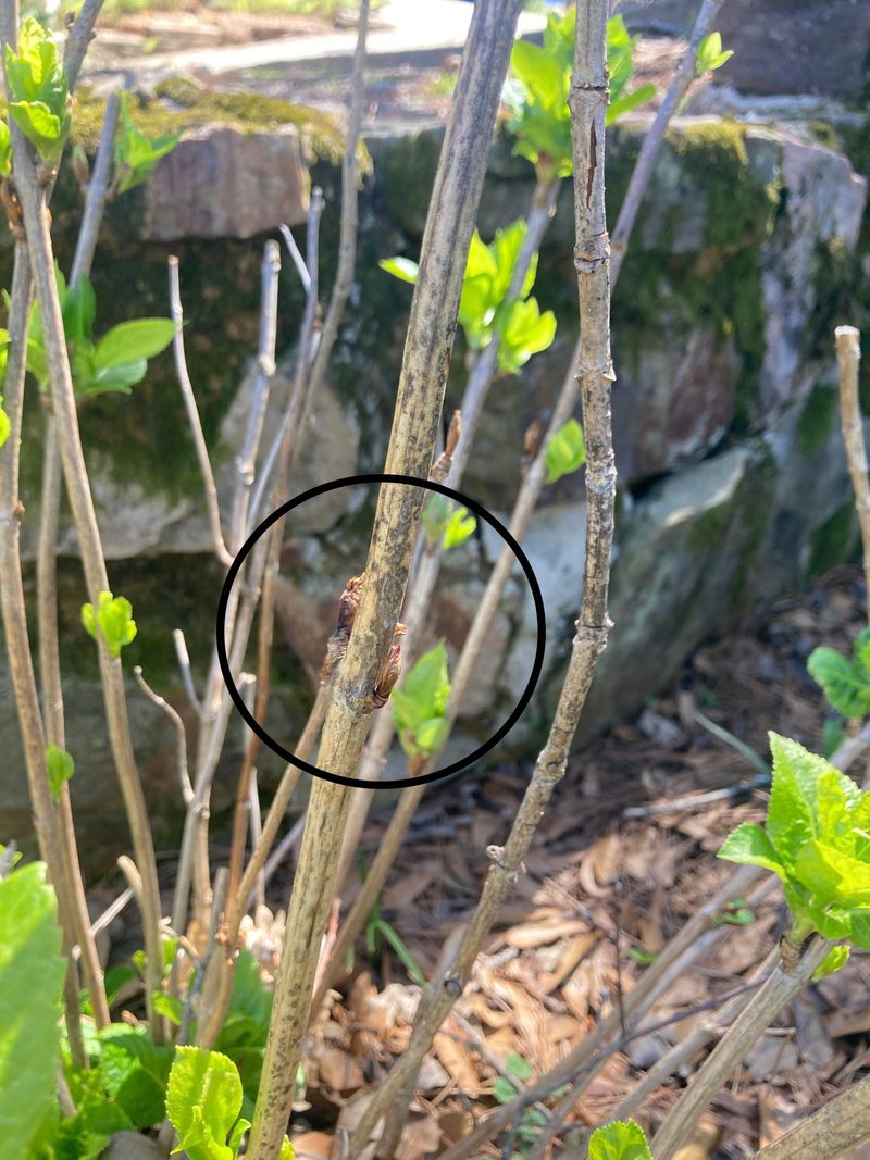 When late August arrives, preserve healthy stems When late August arrives, preserve healthy stems