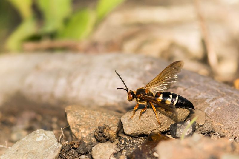 When leaving likely cicada-killer burrows alone makes sense