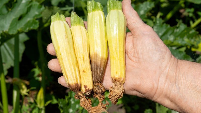 When moisture swings fit blossom-end rot When moisture swings fit blossom-end rot